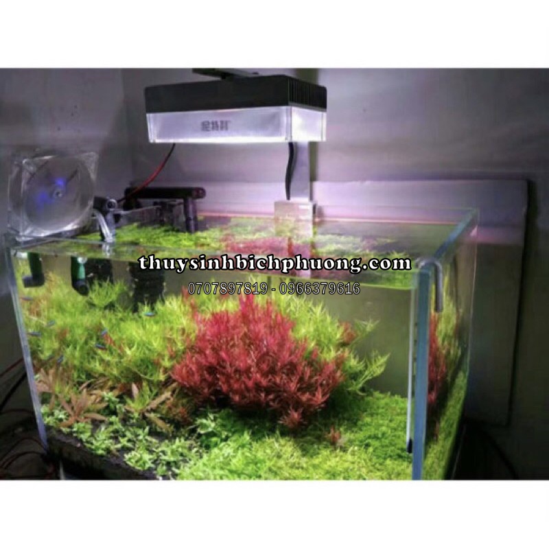 ROTALA SUPER RED - CÂY THUỶ SINH ROTALA ĐỎ ĐẸP CHO HỒ CÁ THUỶ SINH