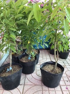 Cây hoa hoàng Lan hoa rất thơm