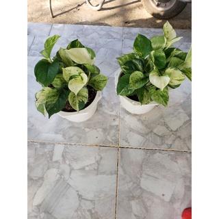 Cây trầu bà Trầu Bà Manjula Pothos(tặng kèm phân bón)