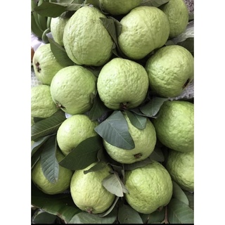 Ổi Đài Loan