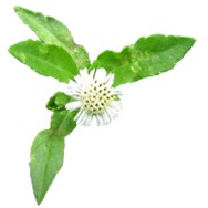 POUDRE DE BHRINGARAJ( BỘT AYURVEDIC TỪ BHRINGARAJ)