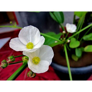 Cây hoa Bách Thủy Tiên