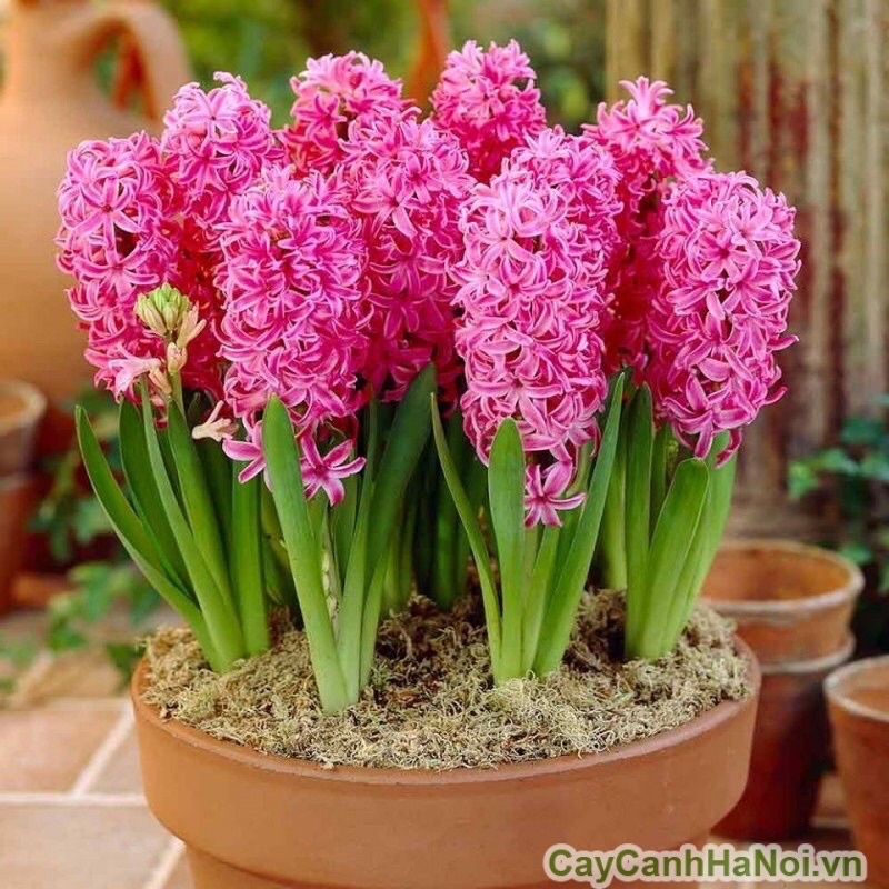 Củ Hoa Tiên Ông Giá Sỉ (10 củ )