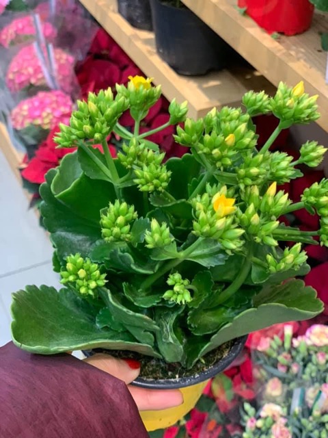 Cây sống đời đơn