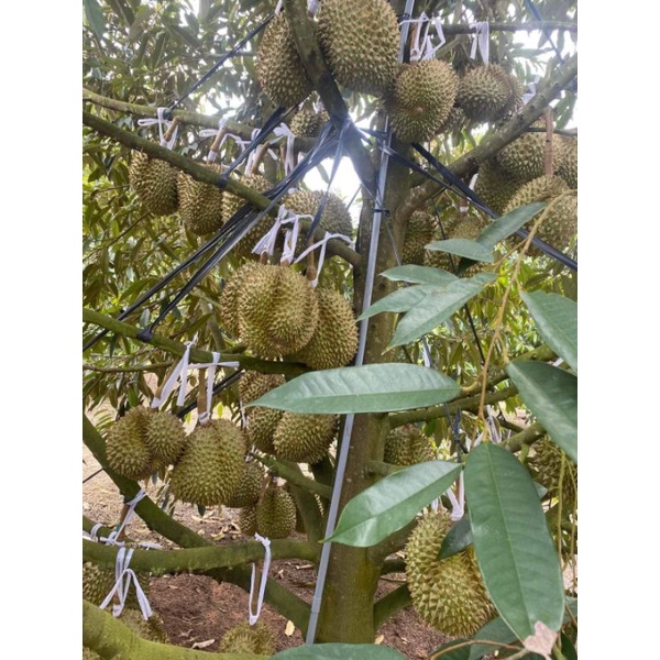 TRÁI SẦU RIÊNG THÁI MONTHONG LOẠI Nhất ( Trái Từ 2,5-4,5kg