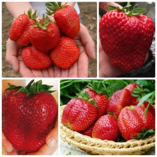 Gói 50 HẠT GIỐNG DÂU TÂY KHỔNG LỒ CHỊU NHIỆT TỐT ĐẠI GIẢM GIÁ TẾT