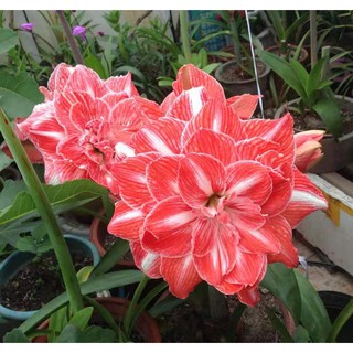Lan huệ Sunshine Nymph(Amaryllis)