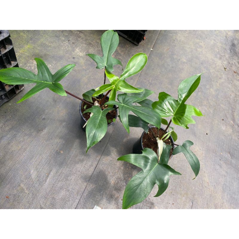 Chậu cứng Philodendron Florida- Trầu bà cánh én