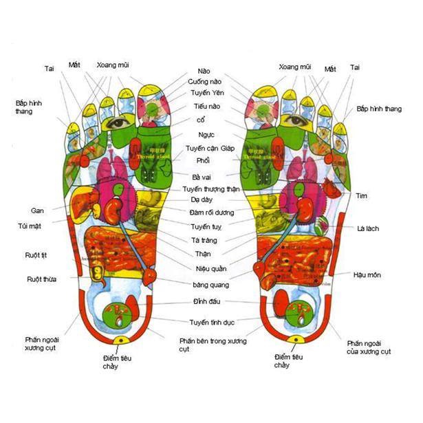 Sách - Bấm Huyệt Bàn Chân (BS Ngô Văn Quỹ, Trần Văn Thụ - Văn Lang)