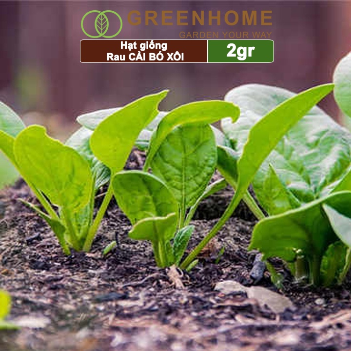 Hạt giống rau Cải bó xôi, gói 2gr, rau Bina sinh trưởng tốt, thu hoạch nhanh R07 |Greenhome