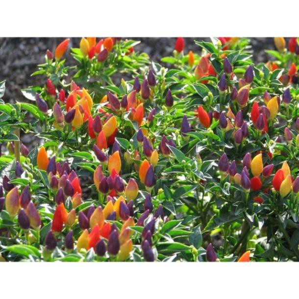 Hạt giống ớt ngũ sắc