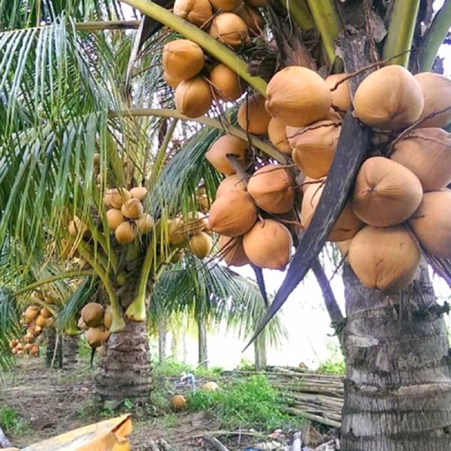 Dừa xiêm lùn đỏ