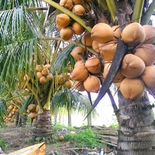 Dừa xiêm lùn đỏ