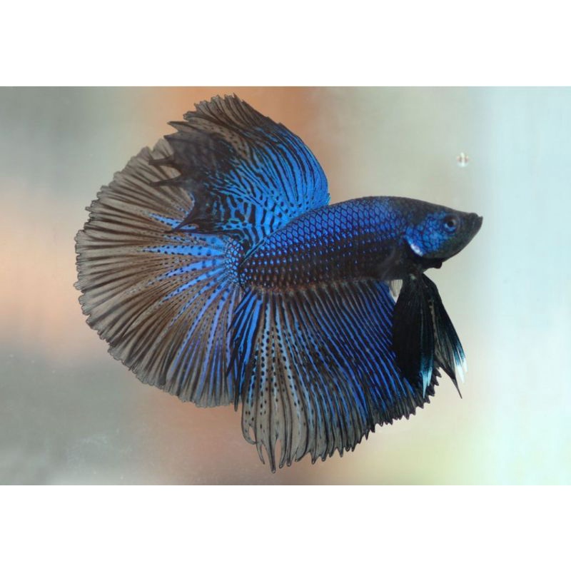 BETTA ĐUÔI XÒE Loạn Màu SIÊU ĐẸP 1con trống tặng thức ăn
