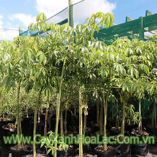 CÂY GIỐNG CÂY HOA  MỸ NHÂN (HOA GẠO HỒNG)