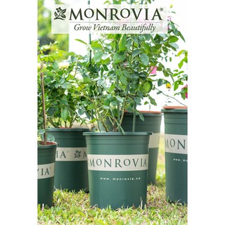 Combo 50 chậu MONROVIA 3Galion