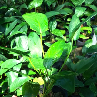 Cây thuỷ sinh -  Ráy lá tim