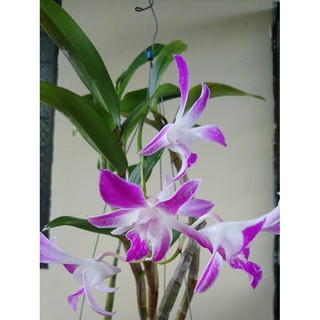 Dendro nắng 4N Dòng Dendro xưa cổ hoa bền lâu - Chậu to sắp hoa