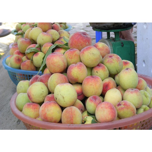 Đào Giòn Sơn La tươi - giao Hỏa Tốc