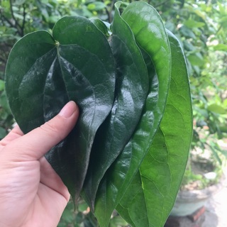 100gr lá trầu không nhà trồng ( Tươi - Khô)