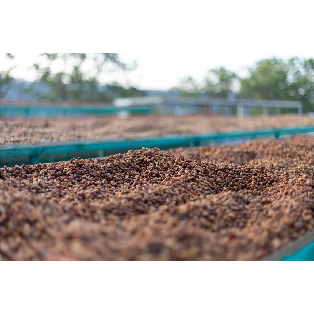 Cà phê nhân Arabica (Catimor) Đà Lạt special