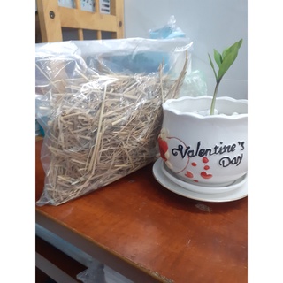 *** Túi 150g rơm rạ khô cắt khúc ***