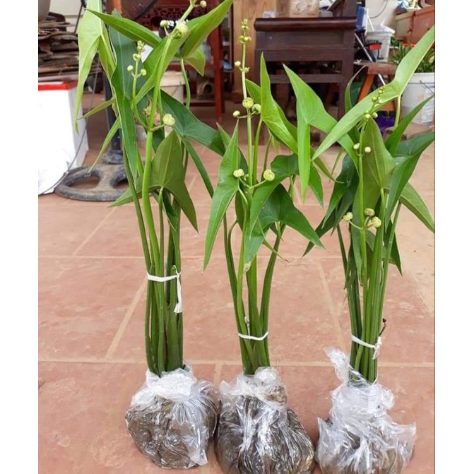 Bách Thủy Tiên đơn đốm gây thương nhớ từ cái nhìn đầu tiên