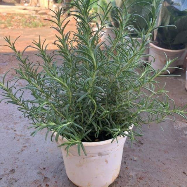 Cây hương thảo Rose mary