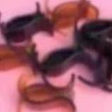 Kẹp càng cua 3 răng - Dorita Boutique