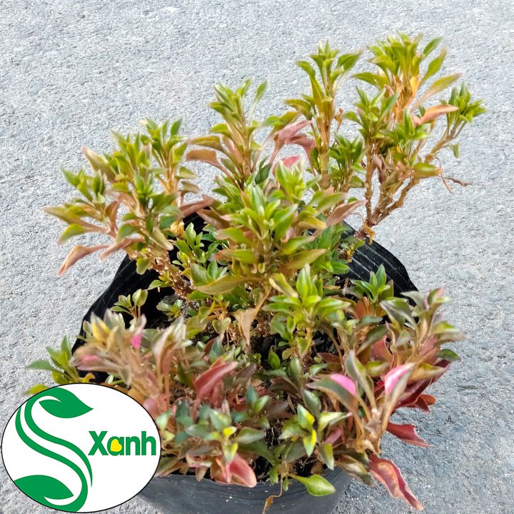 Cây Cảnh Kỉ Đỏ