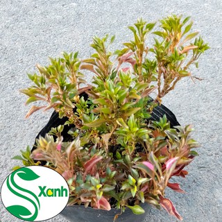 Cây cảnh kỉ đỏ