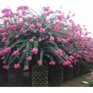 Co bo 2 hoa tường vy, cây giống gửi đi nguyên bầu