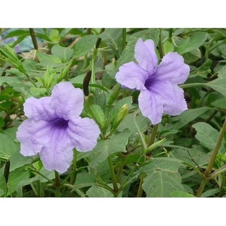 Sâm Tanh Tách - Cây Nổ Khô (1kg)