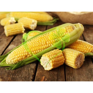 Hạt giống Bắp ngọt - gói 10 gram