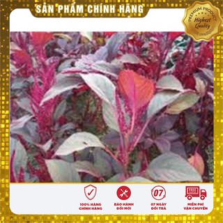 Hạt Giống Rau Dền Đỏ Lá Liễu(50gr)