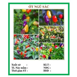 Hạt giống ớt ngũ sắc (20 hạt)