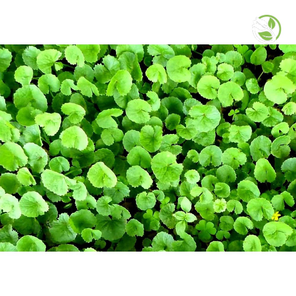 Hạt Giống Rau Má Phú Nông 58 - Gói 1g