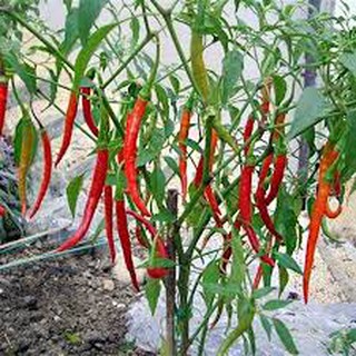 Hạt giống ớt chỉ địa (30h)