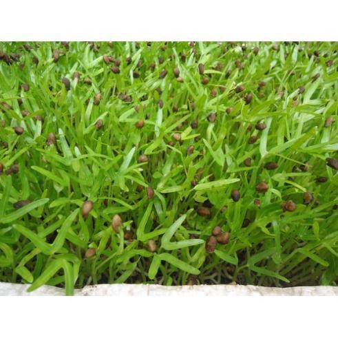 Hạt mầm rau muống - gói 100 gram