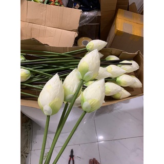 Hoa sen giả, hoa sen lụa màu trắng, hồng