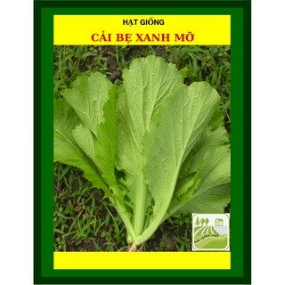 [GIỐNG CHỊU NHIỆT] 50G - Hạt Giống Cải Bẹ Xanh Mỡ
