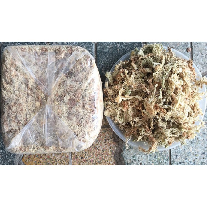 Dớn Chile loại 1- chilemoss