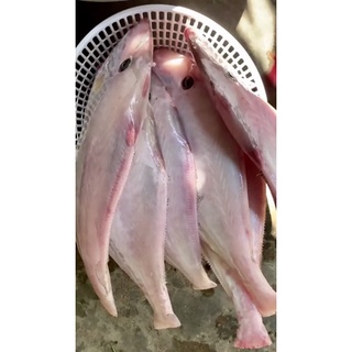 Cá Bò Da, cá biển tươi làm sạch ~1kg/con