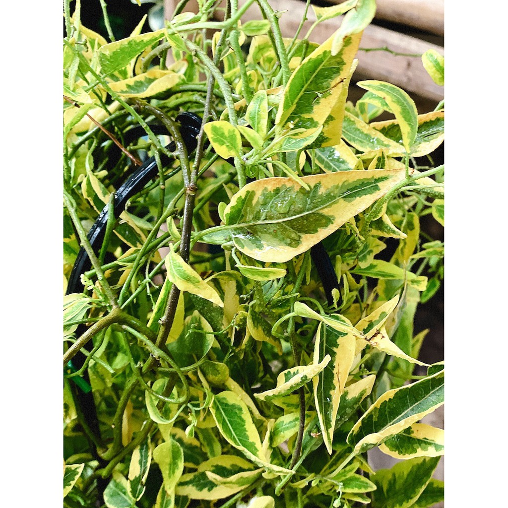 Cây leo Solanum jasminoides Golden (Diệp Bạch Anh Hoàng Kim) chậu treo