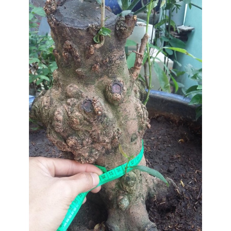 Keo Vua Tạo Xù Nu chuyên dùng để tạo Xù Cho Cây Mai Vàng