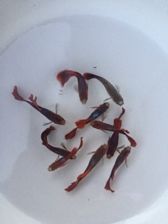 Guppy HB Red size 2 tháng siêu đẹp