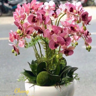 Cành Lan Hồ Điệp cao su 5 bông loại sịn