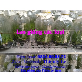 Lan giả hạc rừng Đăk Lay