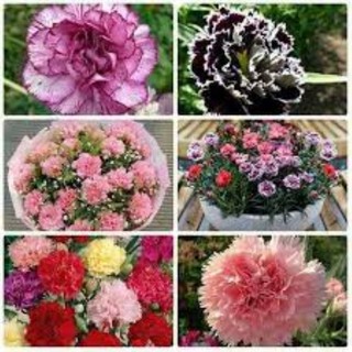 100 hạt giống cẩm chướng kép