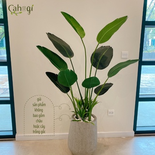 Cây Chuối Giả -Bụi Cây Chuối Cảnh